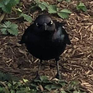 Meet your Posher, Faisal